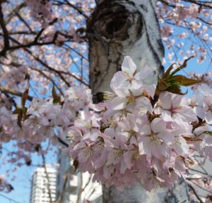 北大の桜-摂理☆祝福の方程式
