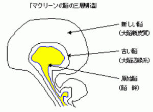 マクリーンの脳の三層構造