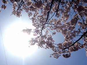 桜と春の陽