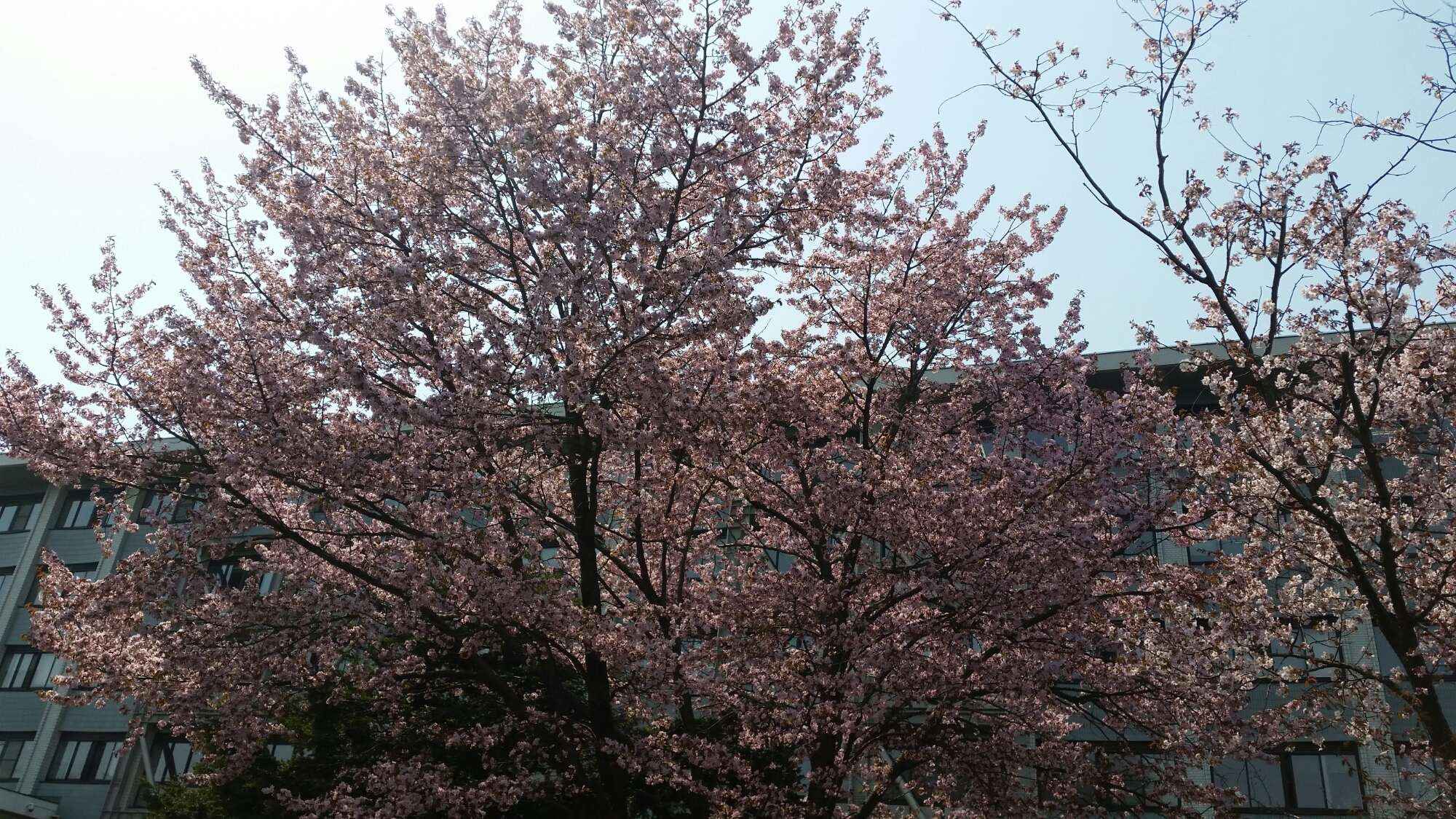 北海道大学の春の風景(*^^*)