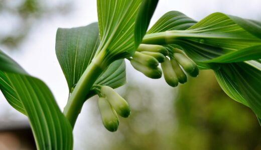 地上のものは虚しい…そう悟ったソロモンの話。