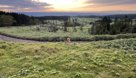 「君の名は。」と夕焼けの話