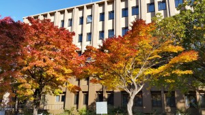 北海道大学の紅葉