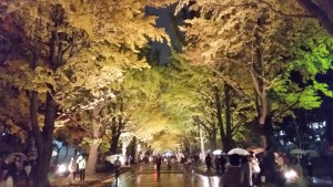 イチョウ並木のライトアップ@北海道大学